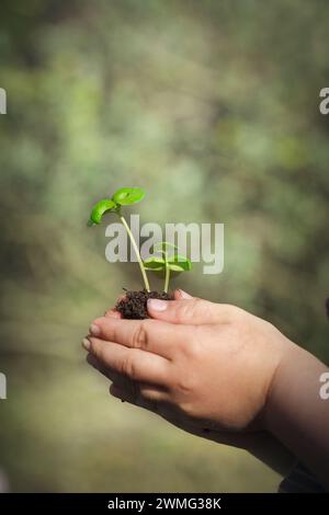 Le mani di un bambino tengono in mano una piccola pianta Foto Stock