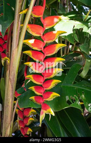 Splendidi fiori rossi di heliconia pianta nella verde foresta pluviale Foto Stock