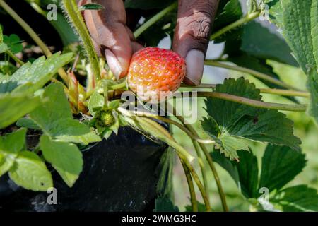 Berastagi, Indonesia. 25 febbraio 2024. Un turista ha visto tenere una fragola in giardino. Credito: SOPA Images Limited/Alamy Live News Foto Stock