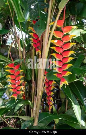 Splendidi fiori rossi di heliconia pianta nella verde foresta pluviale Foto Stock