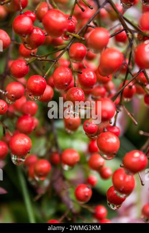 Le bacche rosse di un bambù Holly, coperte d'acqua, cadono dopo una piccola doccia a pioggia. Foto Stock