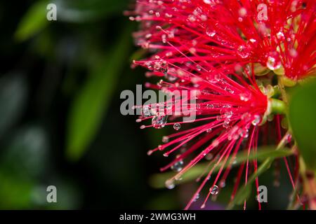 Gocce d'acqua, appese ai filamenti rossi di un fiore di un boccaglio piangente. Foto Stock