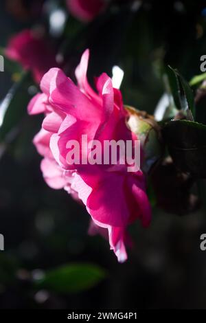 Un fiore di camelia rosa, retroilluminato e visto lateralmente su uno sfondo scuro. Foto Stock