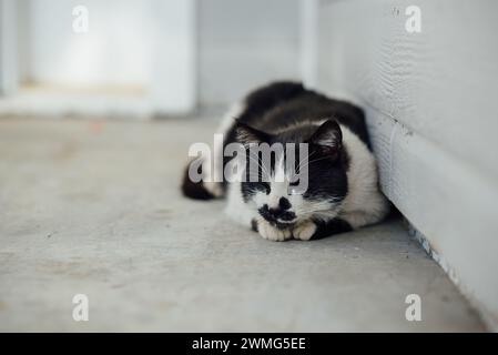 Primo piano di gatto felice che giace e dorme sul portico anteriore all'esterno Foto Stock