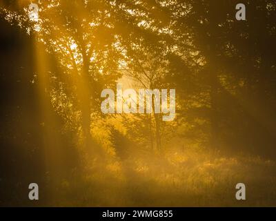 Il sole del mattino presto getta un caldo bagliore dorato attraverso la nebbia tra gli alberi in una tranquilla foresta svedese. La luce filtra attraverso i rami, crea Foto Stock