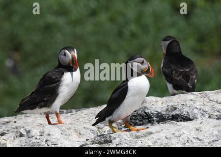 Gruppo di polpette atlantiche (Fratercula arctica) poggiate sulla cima della scogliera Foto Stock