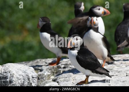 Gruppo di polpette atlantiche (Fratercula arctica) poggiate sulla cima della scogliera Foto Stock