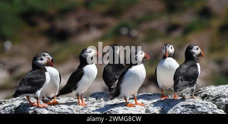 Gruppo di polpette atlantiche (Fratercula arctica) poggiate sulla cima della scogliera Foto Stock