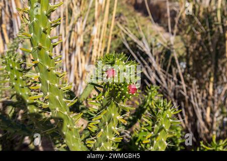 Austrocylindropuntia subulata, Eve's Needle Cactus Foto Stock