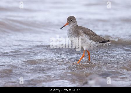 Redshank (Tringa totanus) piumaggio invernale Norfolk gennaio 2024 Foto Stock