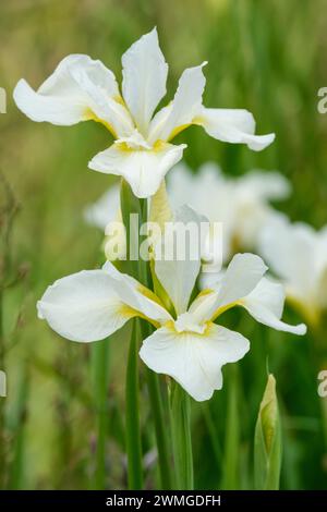 Iris sibirica White Swirl, Iris siberiano, fiori bianchi puri, petali svasati, base gialla Foto Stock