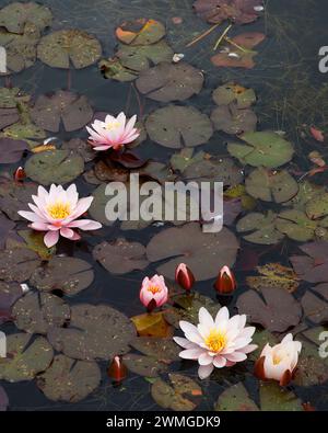 Primo piano dei fiori rosa e delle foglie galleggianti verdi e viola della pianta del giardino acquatico nymphaea rose-magnolia. Foto Stock