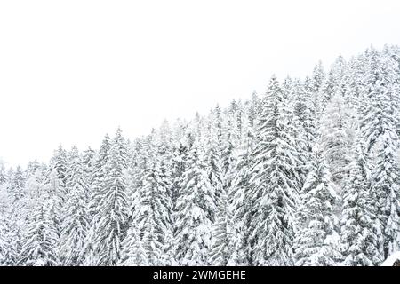 Verschneiter Tannenwald in den Bergen mit winterlichem Himmel im Hintergrund Foto Stock