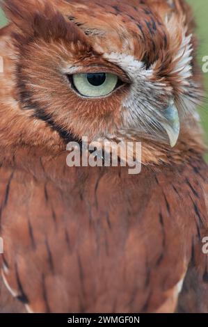 Primo piano del ritratto del gufo di Screech orientale con la testa girata Foto Stock