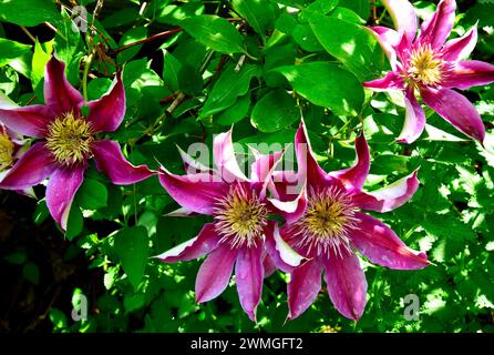 Una clematide "Josephine" con vivaci fiori rosa Foto Stock