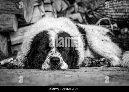 Un cane da pastore Bukowina Foto Stock