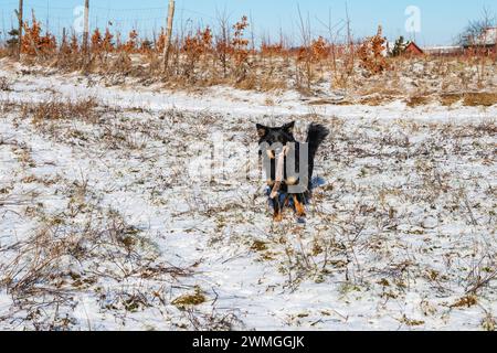Grazioso giovane cane nero (pastore boemo) su prato innevato con bastone in bocca. Foto Stock