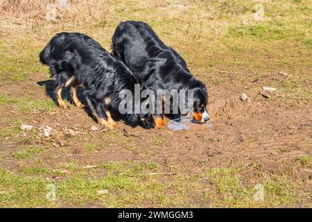 Due cani (pastore boemo e cane di montagna bernese) che bevono insieme da una pozzanghera al pascolo. Amicizia con cani. Foto Stock