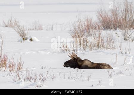 Alce ( Alces alces ), toro giovane, riposante, sdraiato, ruminante nella neve, inverno, Yellowstone NP, Stati Uniti. Foto Stock