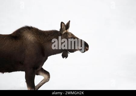 Alce ( Alces alces ), toro giovane, camminando attraverso la neve, primo piano dettagliato, colpo di testa, Grand Teton NP, Stati Uniti. Foto Stock