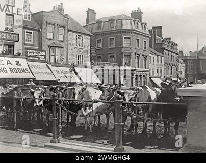 Bestiame schierato al mercato del bestiame di Market Square, Aylesbury, Buckinghamshire, Inghilterra, Regno Unito all'inizio del XX secolo. La ricca e fertile vale di Aylesbury era perfetta per l'allevamento e c'era un mercato di pecore, suini e bovini due volte a settimana nella piazza centrale dal 1204 al 1927, quando il mercato si trasferì. Vecchi edifici come negozi, banche e hotel circondano la piazza, molti si pubblicizzano sulle loro tende. Questa immagine è tratta da un vecchio negativo di vetro, una fotografia vittoriana/edoardiana d'epoca. Foto Stock