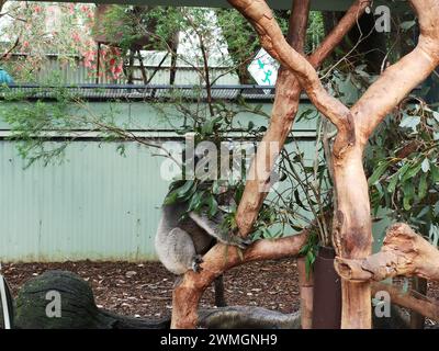 Un koala seduto su un ramo d'albero nel Featherdale Sydney Wildlife Park, Sydney, Australia Foto Stock