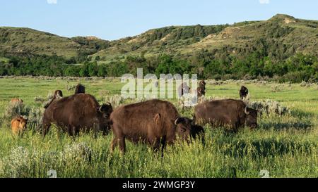 Branco di Buffalo e famiglia in viaggio nella tranquilla zona di Valley Ranch, South Unit, Theodore Roosevelt National Park, North Dakota Foto Stock