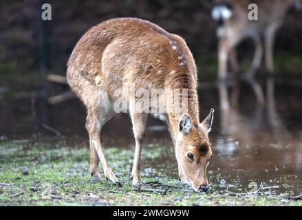 Cervo vietnamita sika (Cervus nippon pseudaxis, Cervus hortulorum pseudaxis), focus selettivo Foto Stock