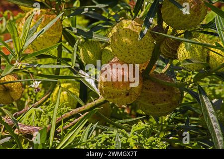 Alga di latte africana Gomphocarpus physocarpus 15318 Foto Stock