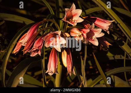 Giglio di Orange River Crinum bulbispermum 16091 Foto Stock