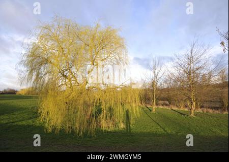 Willow Tree Lavenham Suffolk Foto Stock