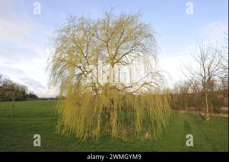 Willow Tree Lavenham Suffolk Foto Stock