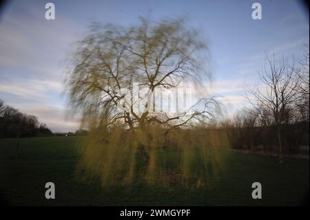 Willow Tree Lavenham Suffolk Foto Stock