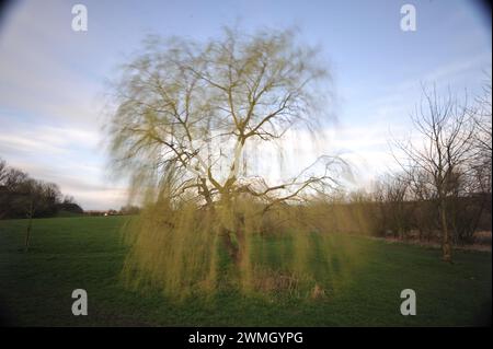 Willow Tree Lavenham Suffolk Foto Stock