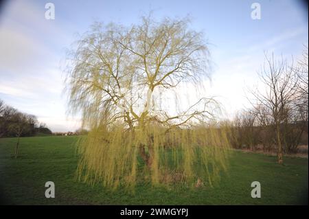 Willow Tree Lavenham Suffolk Foto Stock