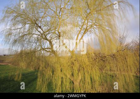 Willow Tree Lavenham Suffolk Foto Stock