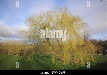 Willow Tree Lavenham Suffolk Foto Stock