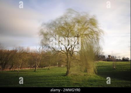 Willow Tree Lavenham Suffolk Foto Stock