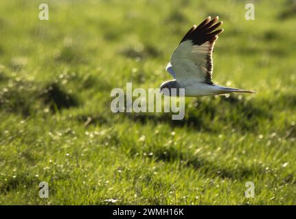 Male Hen Harrier retroilluminato (Circus cyaneus) che vola molto in basso sulla palude di Norfolk Foto Stock