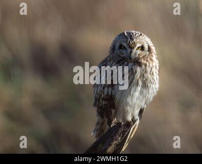 Un gufo dalle orecchie corte (Asio flammeus) che riposa alla luce del mattino presto, Norfolk Foto Stock