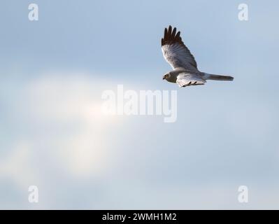 Adulto maschio Hen Harrier (Circus cyaneus) che vola contro un cielo blu, Norfolk Foto Stock