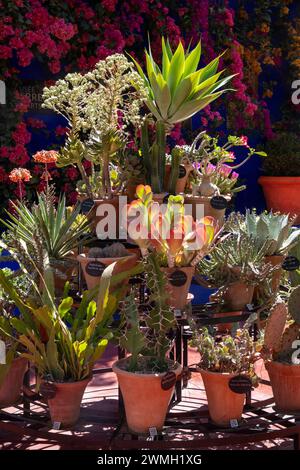 Aprile - Nord Africa Marocco Marrakech Marrakesh Yves Saint Laurent giardino Jardin Majorelle esposizione di succulente e cactus in pentole di piante di terracotta Foto Stock