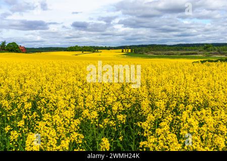 Campo di colza in fiore, Gnesta, Svezia Foto Stock