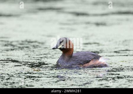 Piccolo grebe che nuota pacificamente nel lago Foto Stock