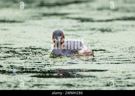 Piccolo grebe che nuota pacificamente nel lago Foto Stock