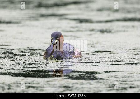 Piccolo grebe che nuota pacificamente nel lago Foto Stock