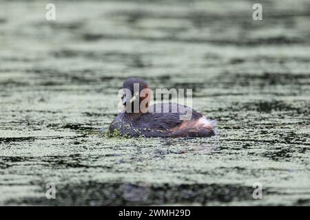 Piccolo grebe che nuota pacificamente nel lago Foto Stock