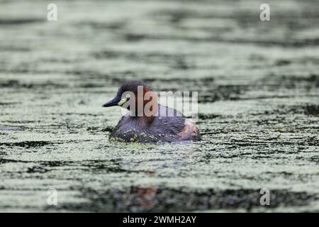 Piccolo grebe che nuota pacificamente nel lago Foto Stock