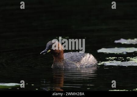 Piccolo grebe che nuota pacificamente nel lago Foto Stock