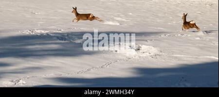 La corsa dei caprioli nel prato innevato, piste nella neve, ombre degli alberi, montagna del giura, Francia Foto Stock